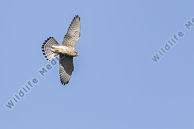 Ein fliegender Turmfalke auf der Suche nach Beute