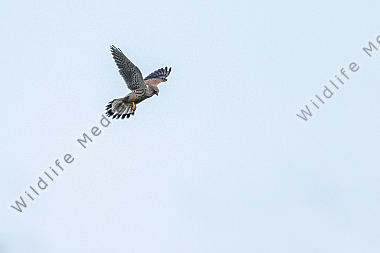 Ein fliegender Turmfalke auf der Suche nach Beute