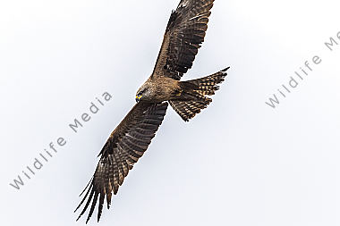 Ein fliegender Schwarzmilan auf Nahrungssuche