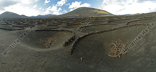 Lanzarote Weinbau Panorama