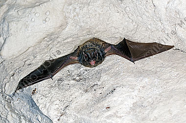 Mopsfledermaus