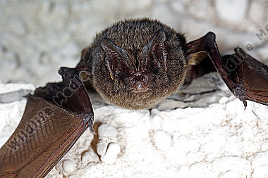 Mopsfledermaus