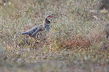 Felsenhuhn