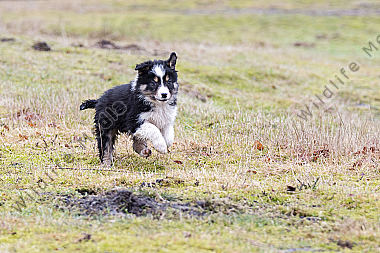 Border Collie