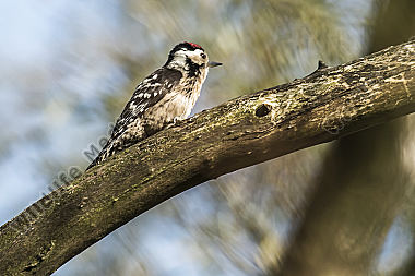 Ein Kleinspecht auf Futtersuche am Baumstamm