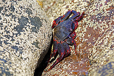 Ostatlantische Rote Felsenkrabbe