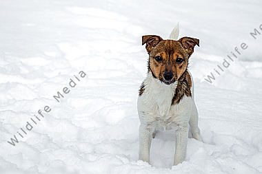 Jack Russell Terrier im Schnee