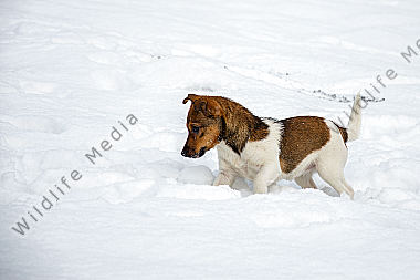 Jack Russell Terrier im Schnee