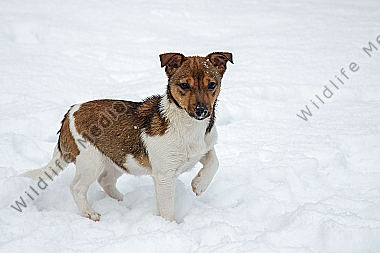 Jack Russell Terrier im Schnee