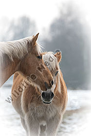 Pferde im Schnee