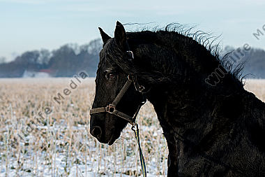 Friese