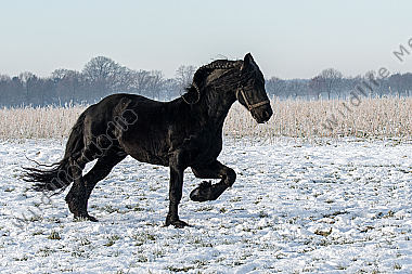 Friese im Schnee