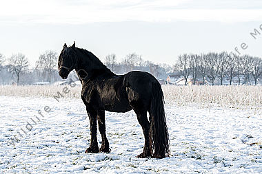 Friese im Schnee