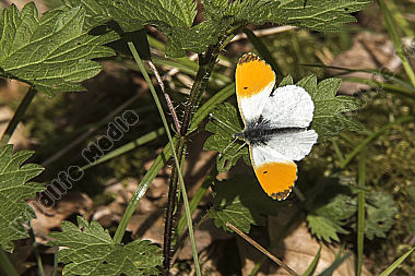 Ein Aurorafalter-Männchen an Wiesenschaumkraut