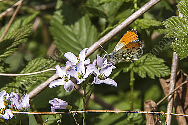 Ein Aurorafalter-Männchen an Wiesenschaumkraut
