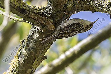 Ein Waldbaumläufer am Baumstamm auf Futtersuche