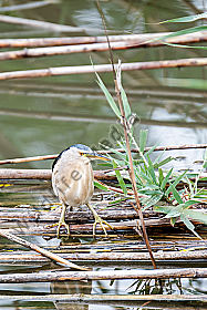 Zwergdommel