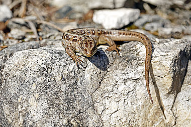 Zauneidechse Weibchen