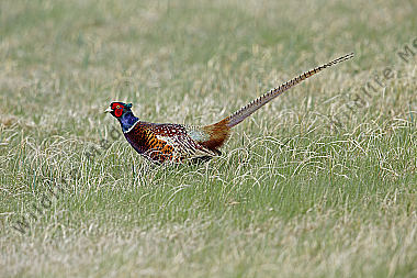 Jagdfasan