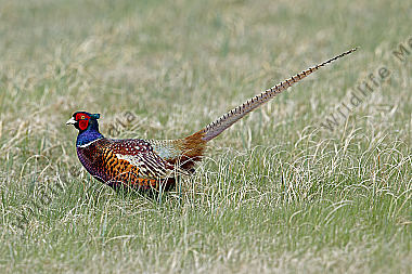 Jagdfasan