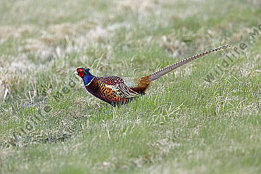 Jagdfasan