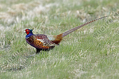 Jagdfasan