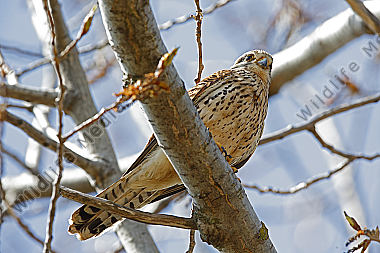 Turmfalke