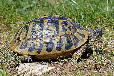Maurische Landschildkröte