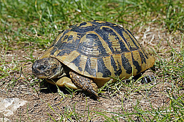 Maurische Landschildkröte