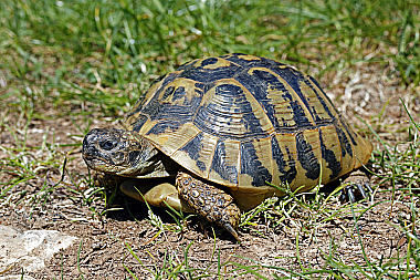 Maurische Landschildkröte