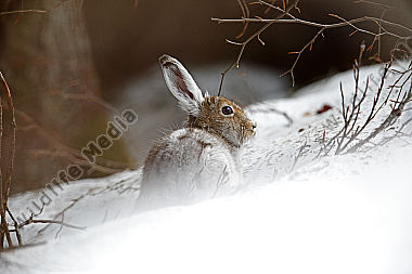 Schneehase
