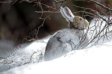 Schneehase