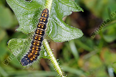 Gelber Wiesenspinner Jungraupe