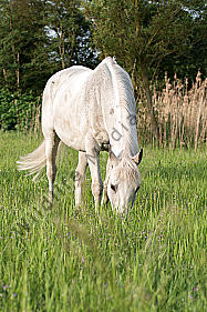 Grasendes Pferd