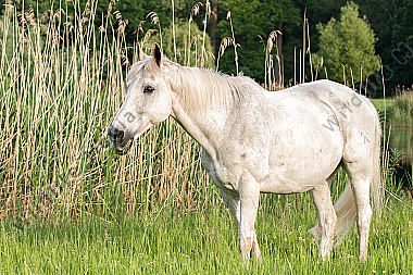 Grasendes Pferd