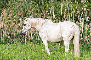 Grasendes Pferd