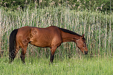 Grasendes Pferd