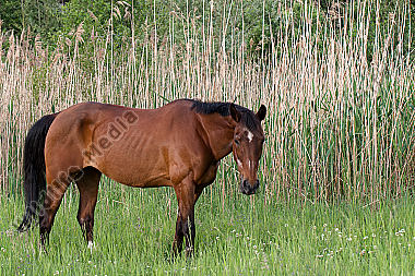 Grasendes Pferd