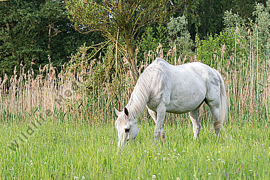 Grasendes Pferd