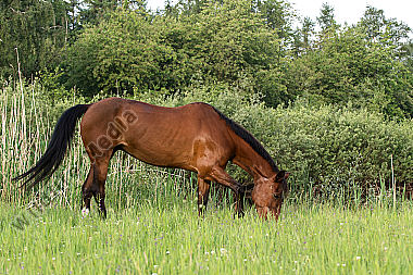 Grasendes Pferd