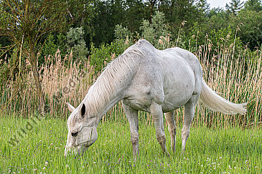 Grasendes Pferd.