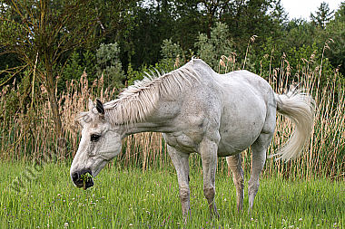 Grasendes Pferd