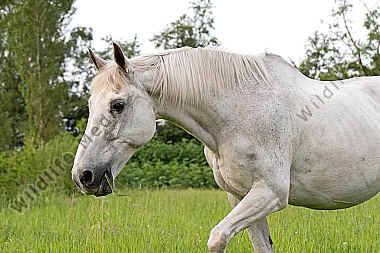 Grasendes Pferd