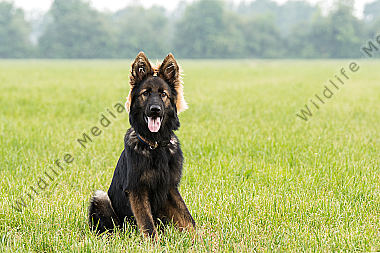 Altdeutscher Schäferhund