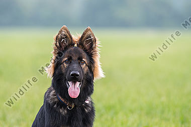 Altdeutscher Schäferhund