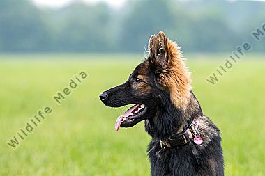 Altdeutscher Schäferhund