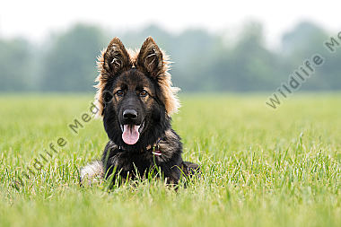 Altdeutscher Schäferhund