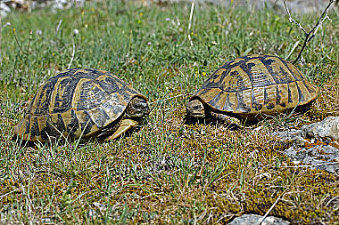 Griechische Landschildkröte