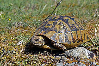 Griechische Landschildkröte