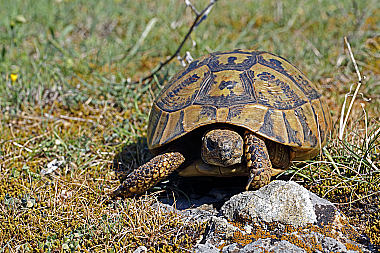 Griechische Landschildkröte